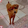 dog, brown_dog, curious, indoor, tiled_floor, rug, patterned_rug, small_dog, pet, animal, heart_lights, cute, looking_up, floor, furniture, chair, legs, shadow, warm_lighting, whimsical