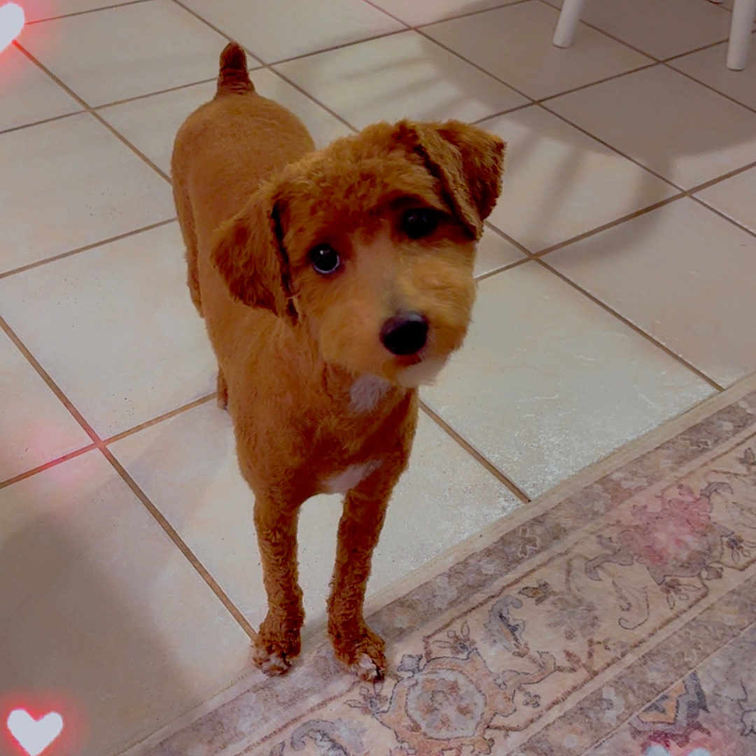 Lily is registered to the contest to win money with this photo: animal, brown_dog, chair, curious, cute, dog, floor, furniture, heart_lights, indoor, legs, looking_up, patterned_rug, pet, rug, shadow, small_dog, tiled_floor, warm_lighting, whimsical
