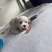 Milo joined the competition — help win amazing prizes! bed, blanket, curtains, cute, date_display, floor_lamp, home, indoor, keys, light, phone_screenshot, playful, puppy, remote_control, small_dog, time_display, tongue_out, toy, white_dog, window
