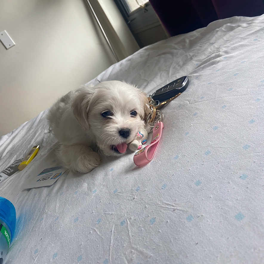 Milo