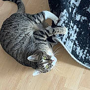 Nala joined the competition — help win amazing prizes! cat, tabby, playful, clawing, rug, floor, wooden_floor, green_eyes, pet, indoor, animal, feline, curious, striped, whiskers, claws, home, domestic_cat, looking_up, cute