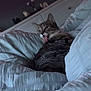 Nala is registered to the contest to win money with this photo: cat, tabby_cat, bed, bedding, indoor, furniture, dimmer_lighting, tongue_out, playful, cozy, animal, pet, domestic, fur, resting, sleep_area, white_bedding, room, cabinet, blurred_background