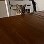 Nala is registered to the contest to win money with this photo: cat, tabby, wooden_table, chair, indoor, curious, pet, feline, animal, whiskers, ears, face, home, furniture, domestic, looking, mischievous, brown, white, cozy