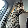 cat, tabby_cat, car_interior, car_seat, window, curious, pet, animal, feline, striped, indoor, seat_back, gray, white_paw, headrest, looking, alert, closeup, side_view, human_hair