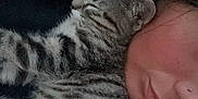 Nala is registered to the contest to win money with this photo: cat, kitten, sleeping, person, face, fur, striped, closeup, cozy, cuddle, resting, nap, cute, pet, companion, indoor, soft, warm, comfort, animal