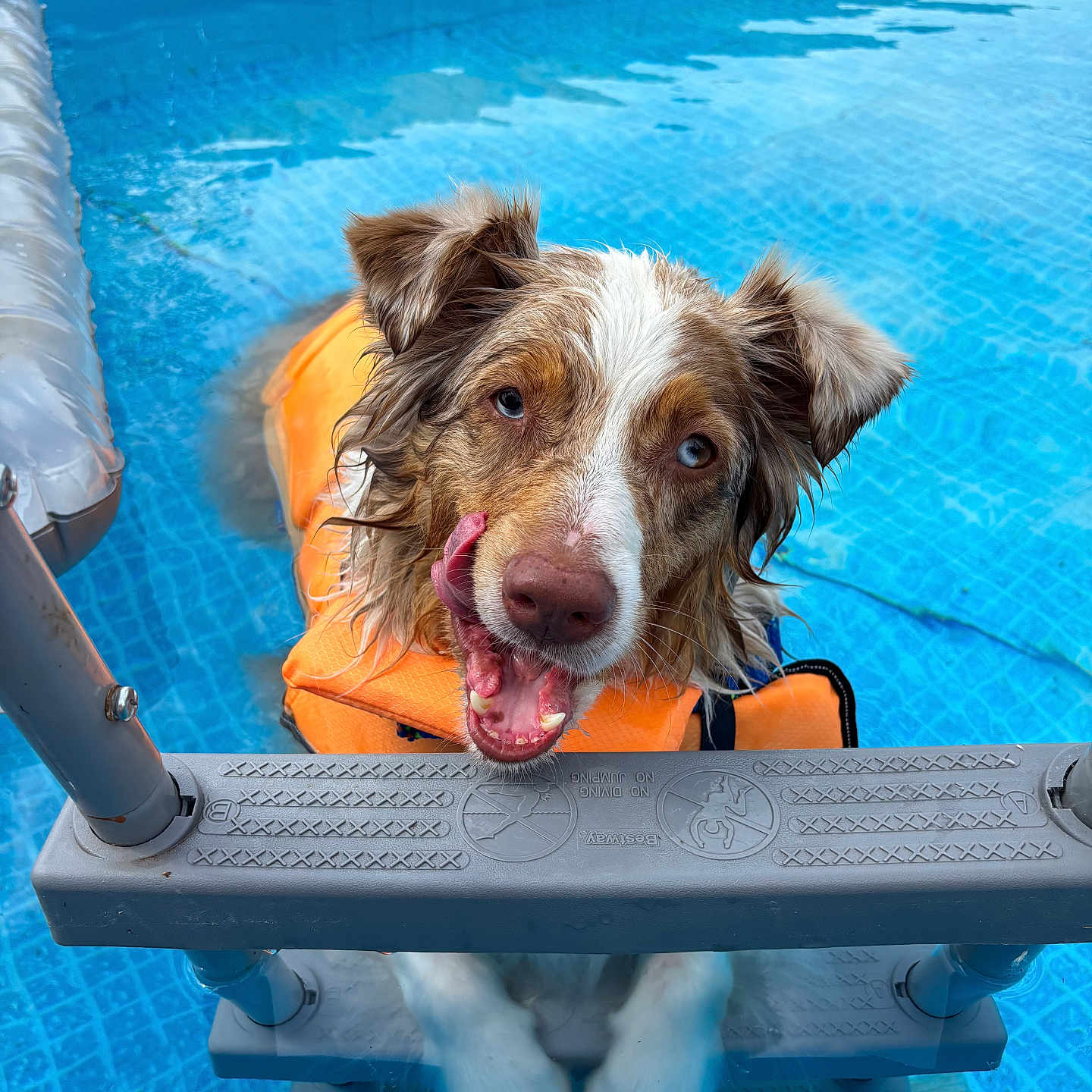 Benny is registered to the contest to win money with this photo: animal, blue, dog, fun, fur, happy, ladder, life_jacket, outdoor, paw, pet, pet_accessory, playful, pool, recreation, summer, swimming, tongue, water, wet