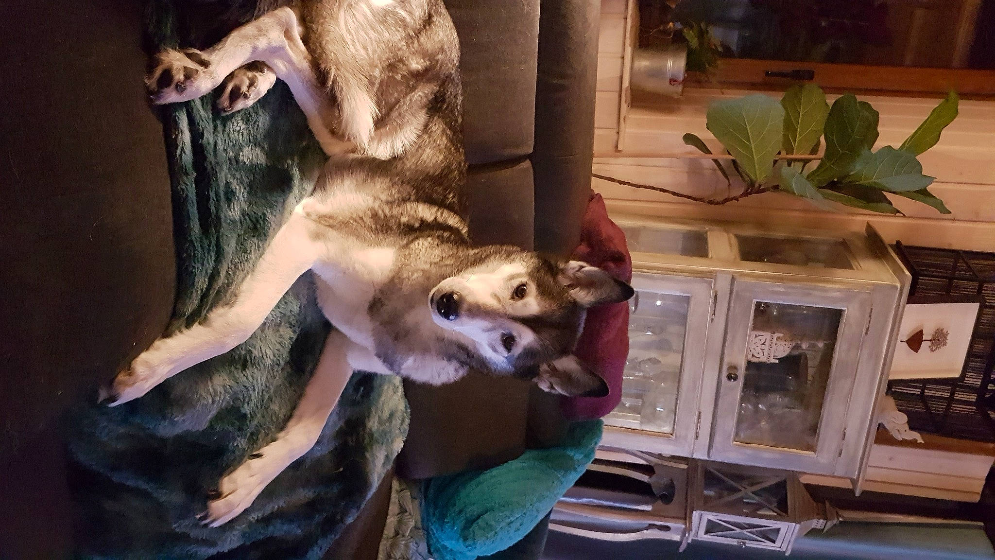 Fayna a rejoint le concours — aidez-le/la à gagner de superbes lots ! art, canidae, carnivore, companion_dog, dog_breed, fawn, felidae, fur, hide, jaw, picture_frame, plant, small_to_medium_sized_cats, snout, sporting_group, tail, terrestrial_animal, whiskers, wildlife, wood