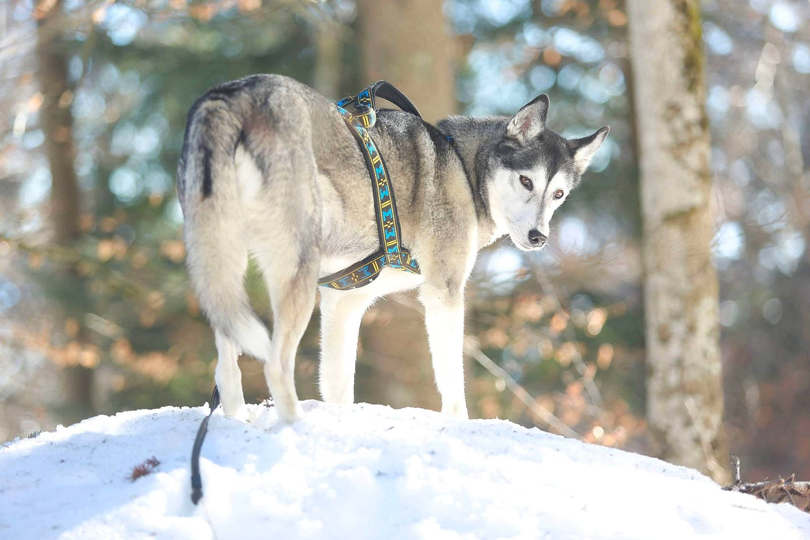 Fayna participe au concours pour gagner de l'argent avec cette photo : canidae, canis, canis_lupus_tundrarum, carnivore, dog, dog_breed, freezing, plant, siberian_husky, sled_dog, snout, snow, sporting_group, tail, terrestrial_animal, tree, twig, wildlife, winter, wolf