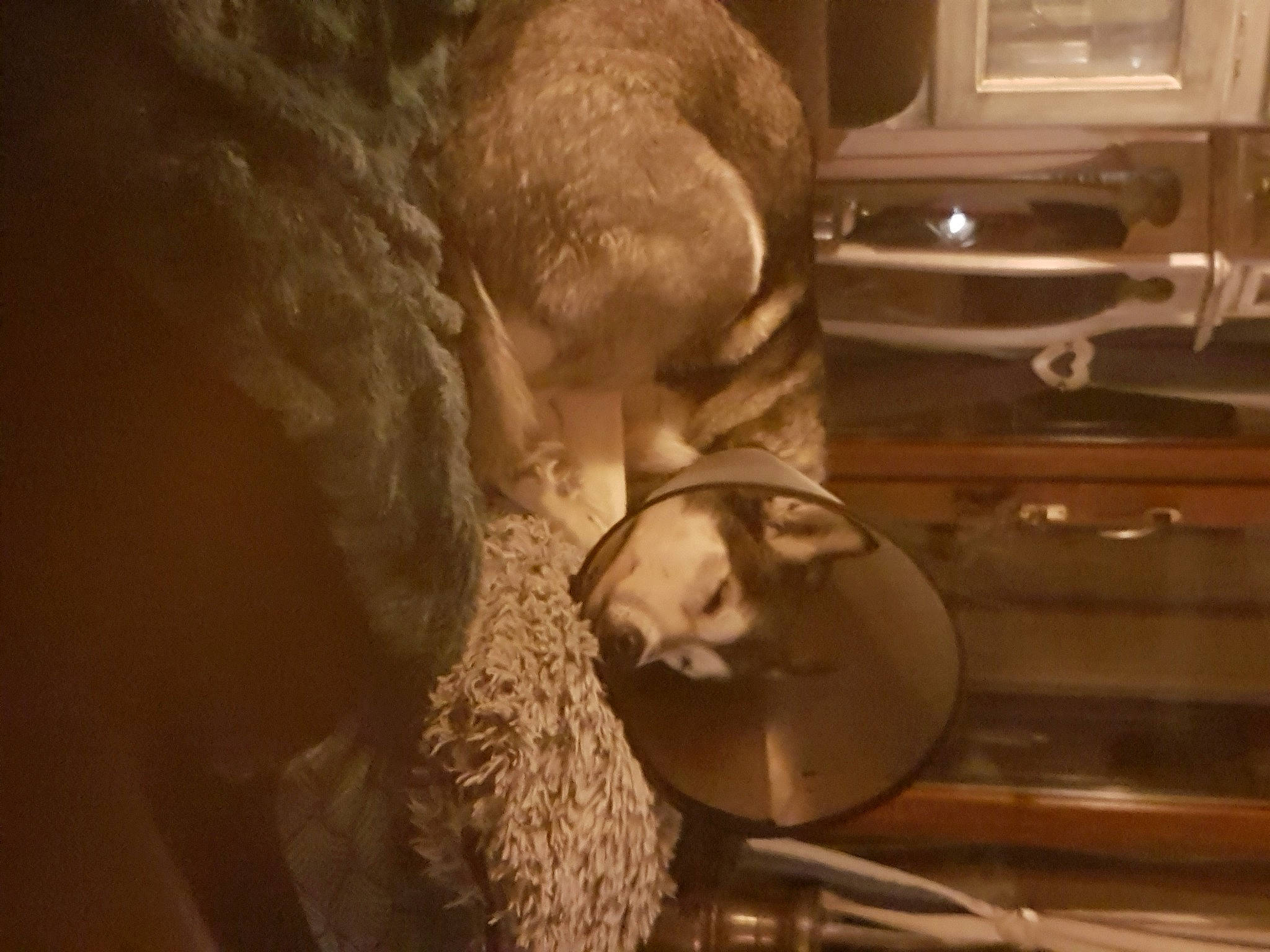 Fayna a rejoint le concours — aidez-le/la à gagner de superbes lots ! darkness, flash_photography, flooring, fur, home_appliance, kitchen, kitchen_appliance, microwave_oven, monochrome, monochrome_photography, room, sitting, still_life_photography, toy, visual_arts, whiskers, wood