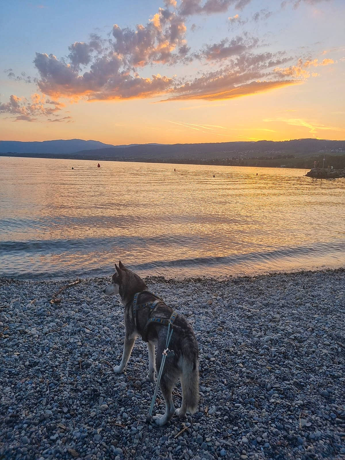 Fayna a rejoint le concours — aidez-le/la à gagner de superbes lots ! afterglow, atmosphere, beach, carnivore, cloud, coastal_and_oceanic_landforms, dog, dog_breed, dusk, horizon, lake, landscape, natural_landscape, sky, sunlight, sunrise, sunset, water, wind_wave, wood