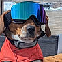 dog, goggles, jacket, outdoor, snow, bench, wood, pet, canine, reflection, cold_weather, winter, leash, animal, portrait, fashion, sitting, mountains, sunlight, adventure