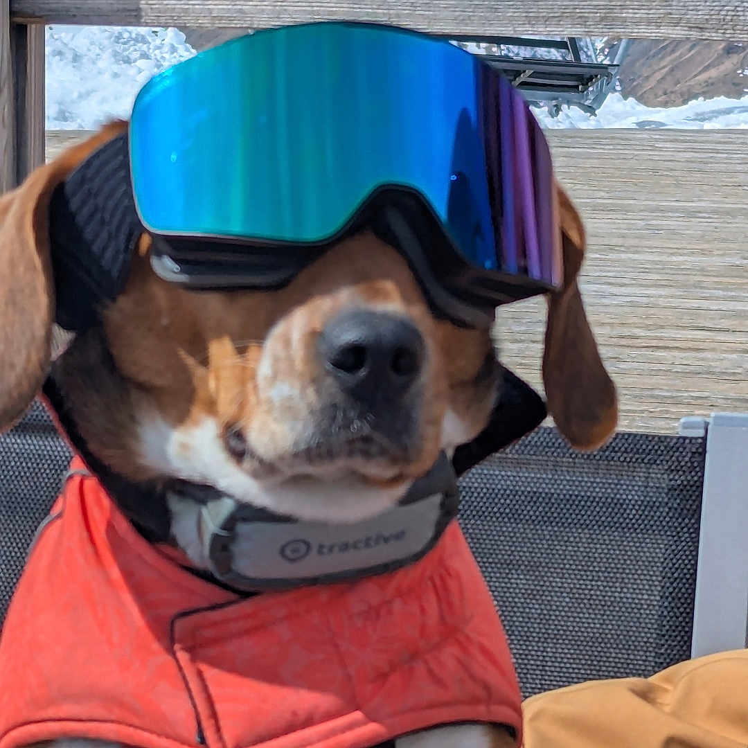 Talès a rejoint le concours — aidez-le/la à gagner de superbes lots ! adventure, animal, bench, canine, cold_weather, dog, fashion, goggles, jacket, leash, mountains, outdoor, pet, portrait, reflection, sitting, snow, sunlight, winter, wood