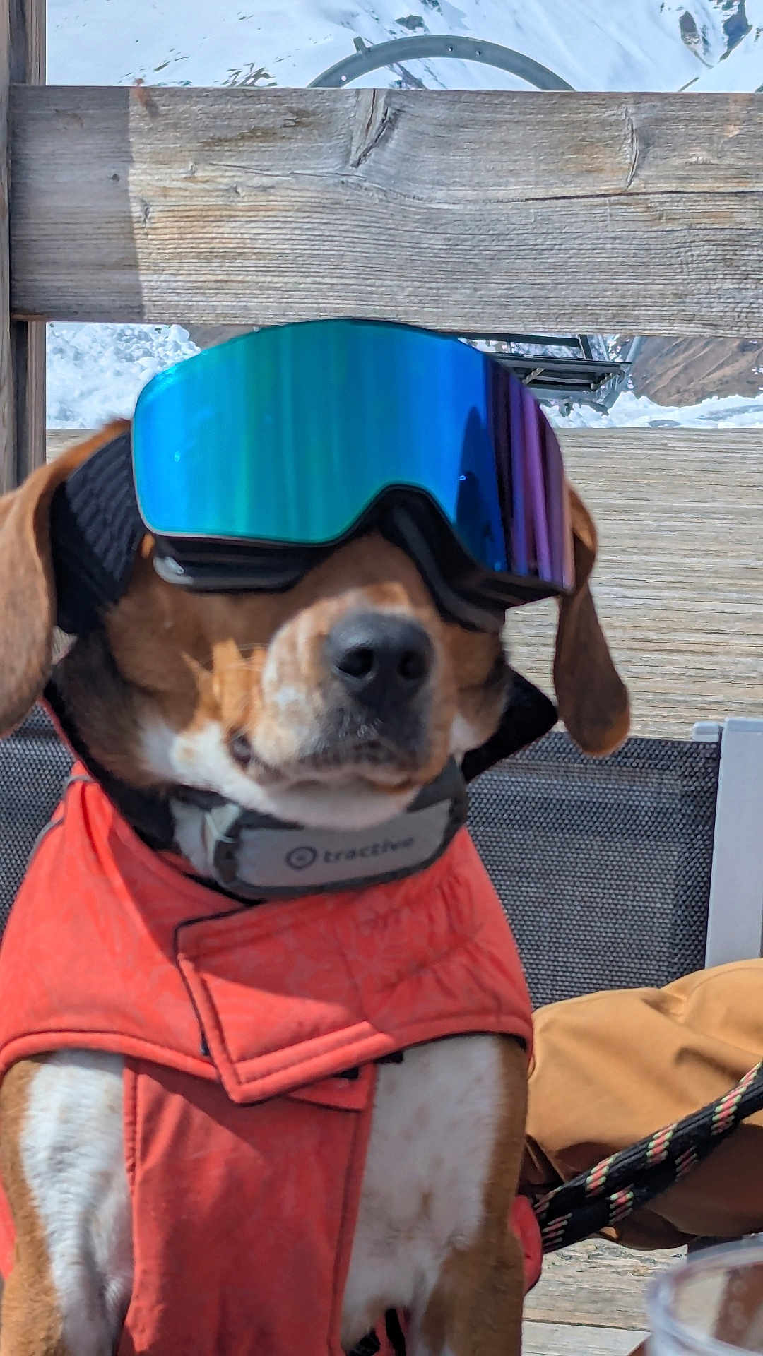 Talès a rejoint le concours — aidez-le/la à gagner de superbes lots ! dog, goggles, jacket, outdoor, snow, bench, wood, pet, canine, reflection, cold_weather, winter, leash, animal, portrait, fashion, sitting, mountains, sunlight, adventure