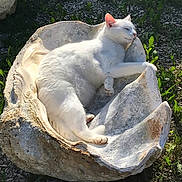 Mouna participe au concours pour gagner de l'argent avec cette photo : cat, white_cat, sleeping, seashell, outdoor, sunlight, grass, relaxing, animal, nature, napping, peaceful, feline, closeup, resting, shell, daylight, pet, mammal, wildlife