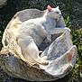 cat, white_cat, sleeping, seashell, outdoor, sunlight, grass, relaxing, animal, nature, napping, peaceful, feline, closeup, resting, shell, daylight, pet, mammal, wildlife