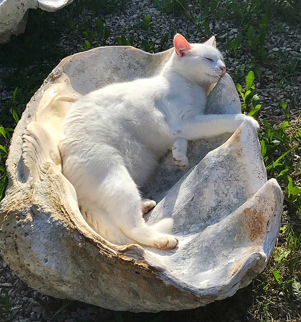 Mouna participe au concours pour gagner de l'argent avec cette photo : cat, white_cat, sleeping, seashell, outdoor, sunlight, grass, relaxing, animal, nature, napping, peaceful, feline, closeup, resting, shell, daylight, pet, mammal, wildlife