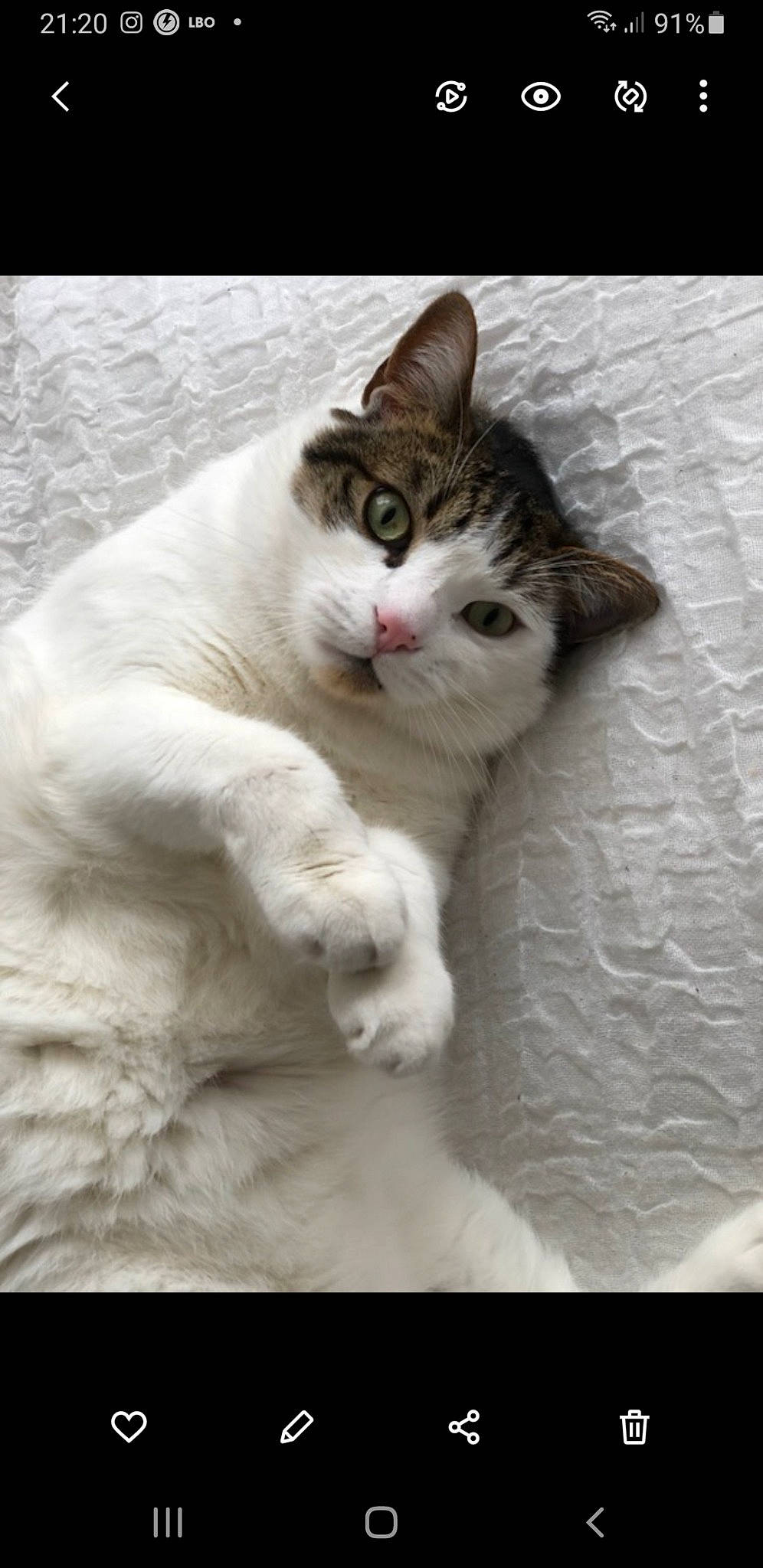 Joe a rejoint le concours — aidez-le/la à gagner de superbes lots ! carnivore, cat, claw, comfort, domestic_short_haired_cat, eye, felidae, foot, fur, iris, paw, sitting, small_to_medium_sized_cats, snout, tail, terrestrial_animal, whiskers