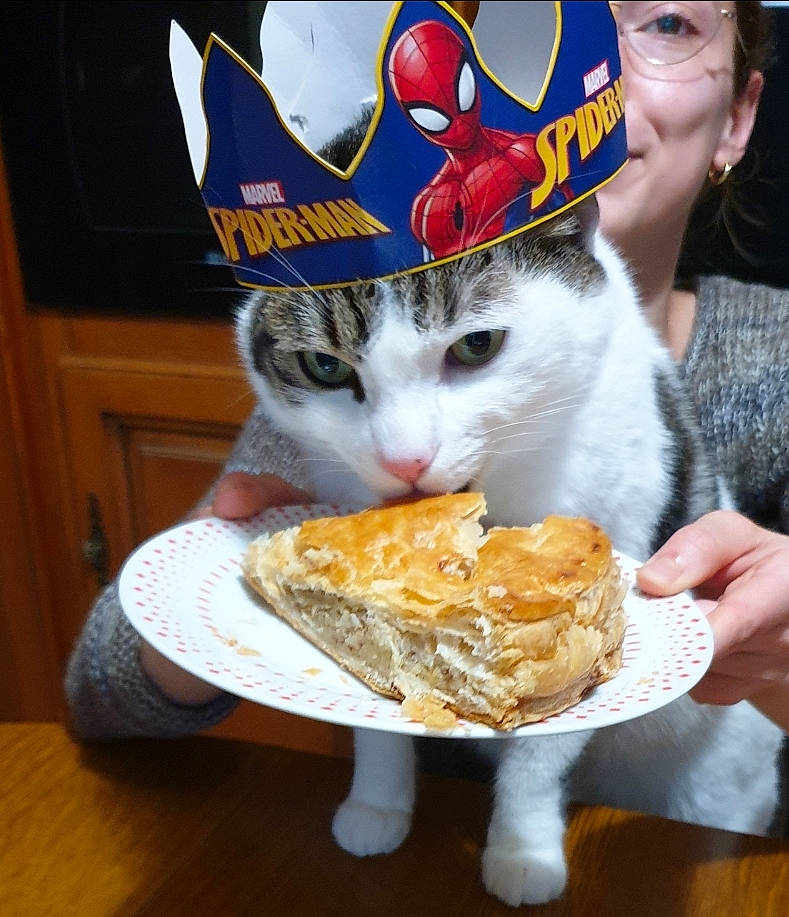 Joe a rejoint le concours — aidez-le/la à gagner de superbes lots ! carnivore, cat, clotted_cream, comfort_food, cuisine, dessert, dish, domestic_short_haired_cat, fast_food, felidae, finger_food, food, food_craving, ingredient, junk_food, plate, recipe, small_to_medium_sized_cats, tableware, yellow