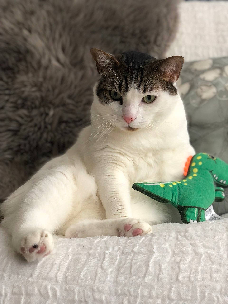 Joe a rejoint le concours — aidez-le/la à gagner de superbes lots ! art, carnivore, cat, cat_supply, claw, collar, comfort, domestic_short_haired_cat, felidae, foot, fur, grass, paw, pet_supply, sitting, small_to_medium_sized_cats, tail, terrestrial_animal, whiskers