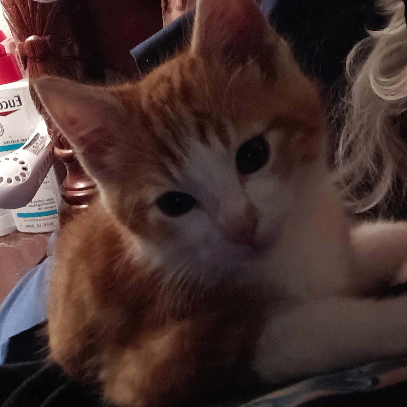 Mr Sassy Pants joined the competition — help win amazing prizes! animal, background_objects, cat, close_up, cozy, curious, ears, face, feline, fur, indoor, kitten, orange_cat, person_partial, pet, resting, soft_lighting, whiskers, white_cat, young_cat