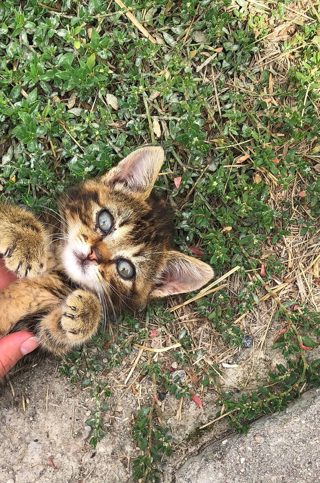 Plouf participe au concours pour gagner de l'argent avec cette photo : aegean_cat, carnivore, cat, domestic_short_haired_cat, dragon_li, european_shorthair, felidae, grass, kitten, pixie_bob, plant, rusty_spotted_cat, small_to_medium_sized_cats, tabby_cat, toyger, whiskers, wild_cat, wildlife