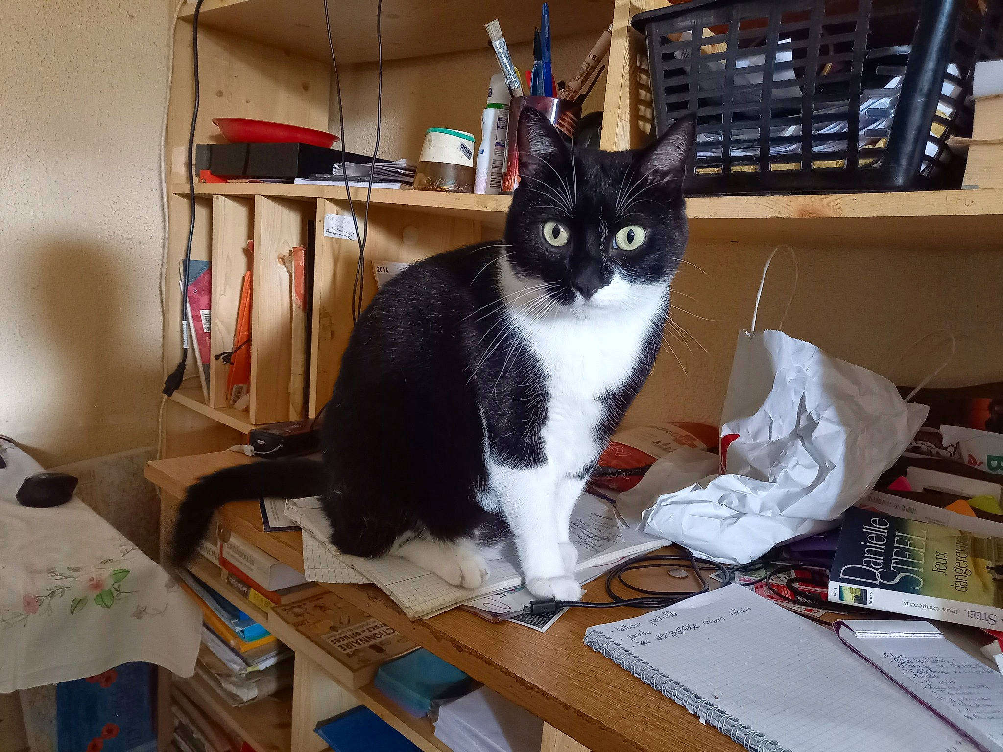 Ocarina a rejoint le concours — aidez-le/la à gagner de superbes lots ! bookcase, box, cardboard, carnivore, cat, domestic_short_haired_cat, felidae, fur, hardwood, office_supplies, paper_product, publication, room, shelf, shelving, small_to_medium_sized_cats, table, tail, whiskers, wood