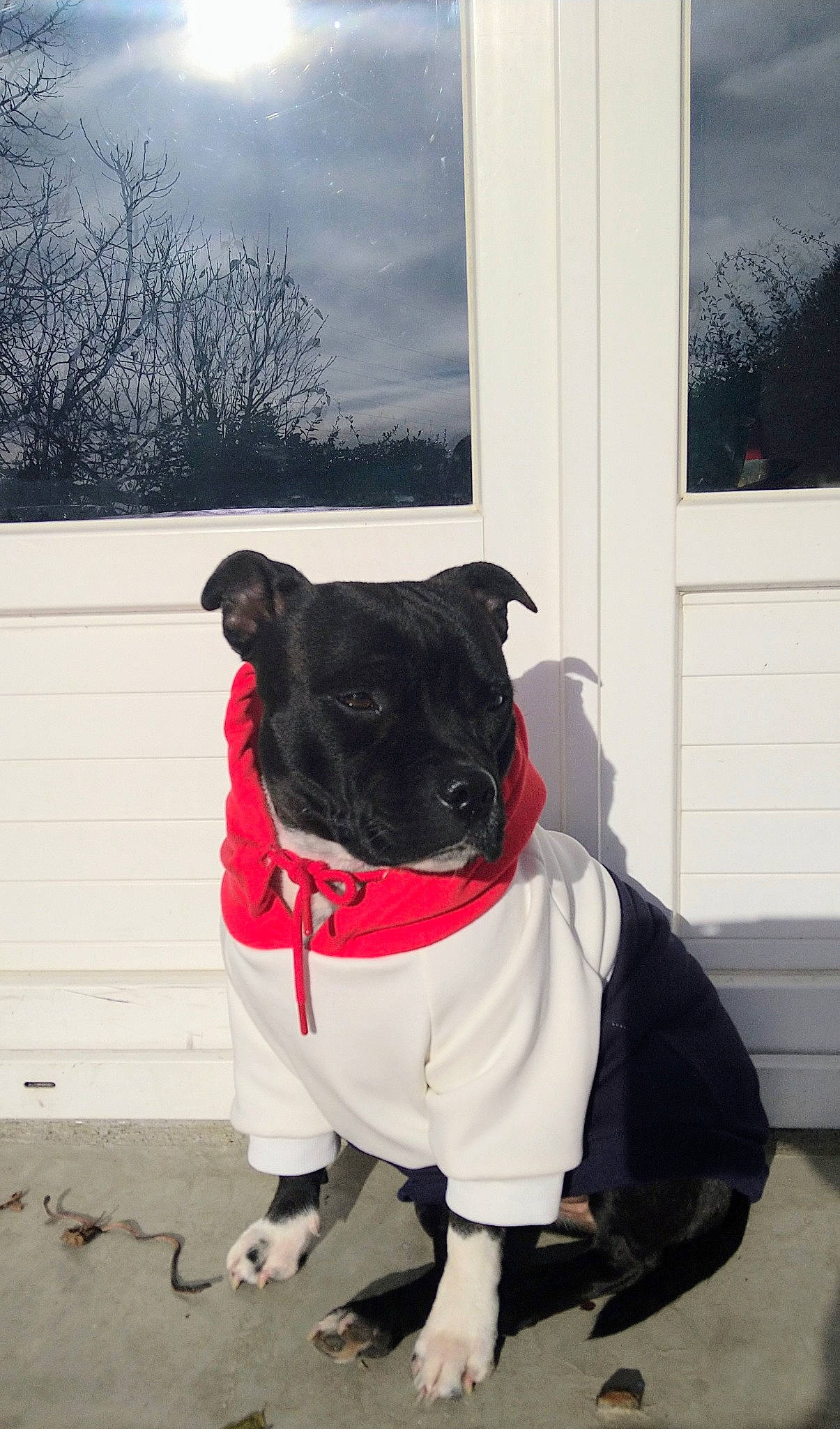 Regliss a rejoint le concours — aidez-le/la à gagner de superbes lots ! canidae, carnivore, cloud, collar, companion_dog, dog, dog_breed, dog_clothes, dog_collar, dog_supply, fashion_accessory, fawn, leash, personal_protective_equipment, pet_supply, sky, snout, sporting_group, toy_dog, working_animal