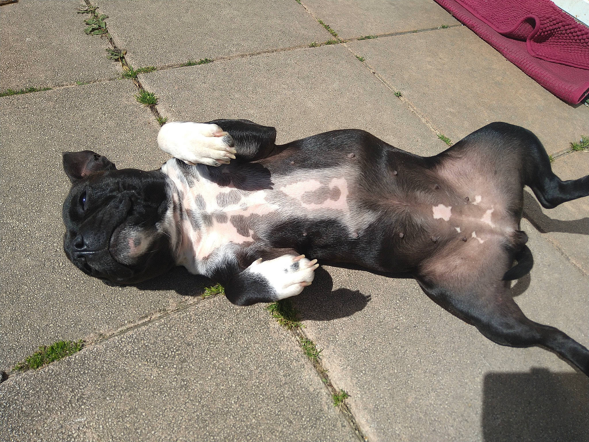 Regliss participe au concours pour gagner de l'argent avec cette photo : art, asphalt, bulldog, canidae, carnivore, chest, companion_dog, dog, dog_breed, fawn, grass, paw, road_surface, sidewalk, snout, sporting_group, tail, terrestrial_animal, toy_dog, working_animal