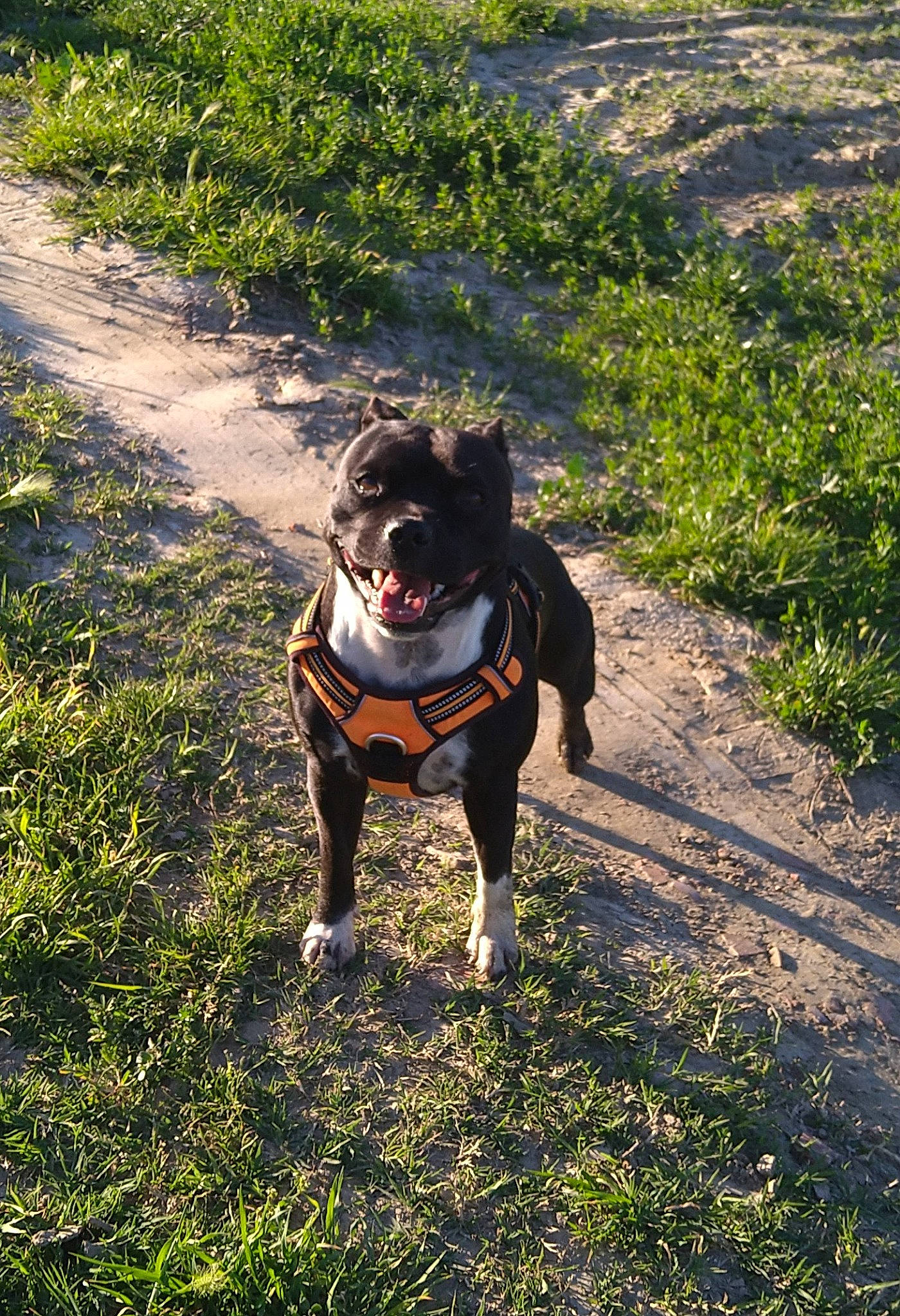 Regliss participe au concours pour gagner de l'argent avec cette photo : carnivore, collar, companion_dog, dog, dog_breed, dog_clothes, dog_collar, dog_supply, fawn, grass, leash, personal_protective_equipment, pet_supply, plant, sporting_group, tail, terrier, toy_dog, tree, working_animal