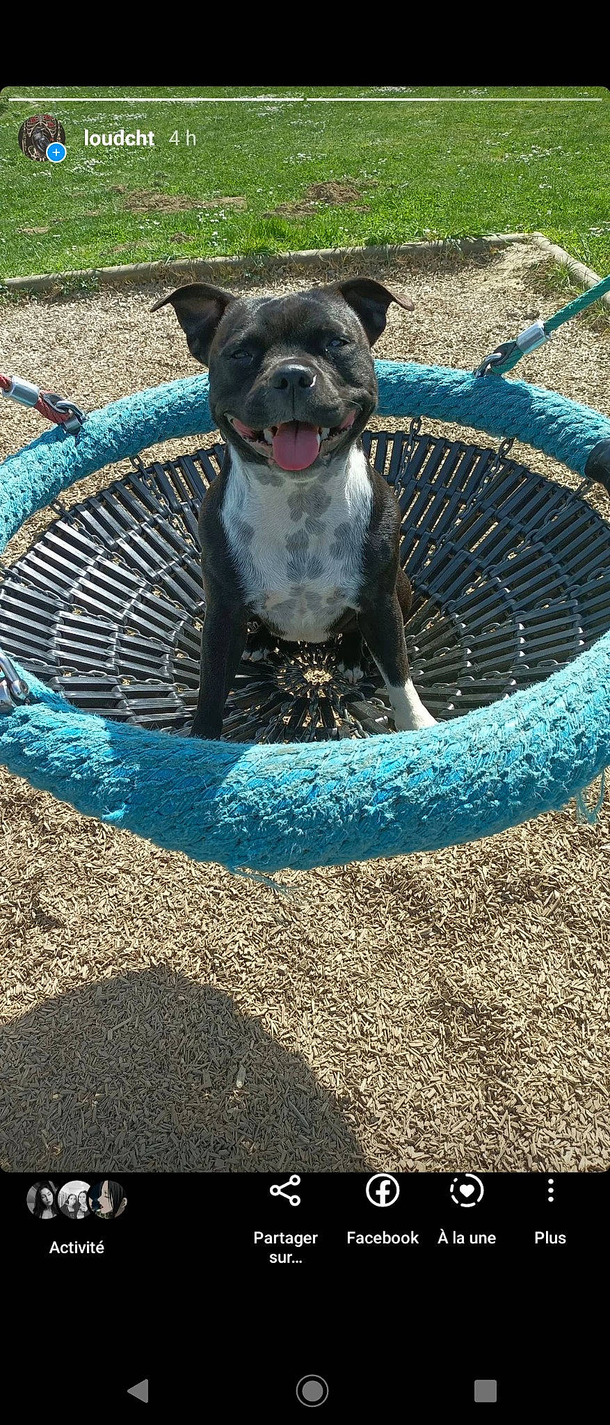 Regliss participe au concours pour gagner de l'argent avec cette photo : automotive_tire, canidae, carnivore, companion_dog, dog, dog_breed, electric_blue, fawn, grass, leisure, pet_supply, snout, soil, sporting_group, tail, terrestrial_animal, toy_dog, vertebrate, water, whiskers