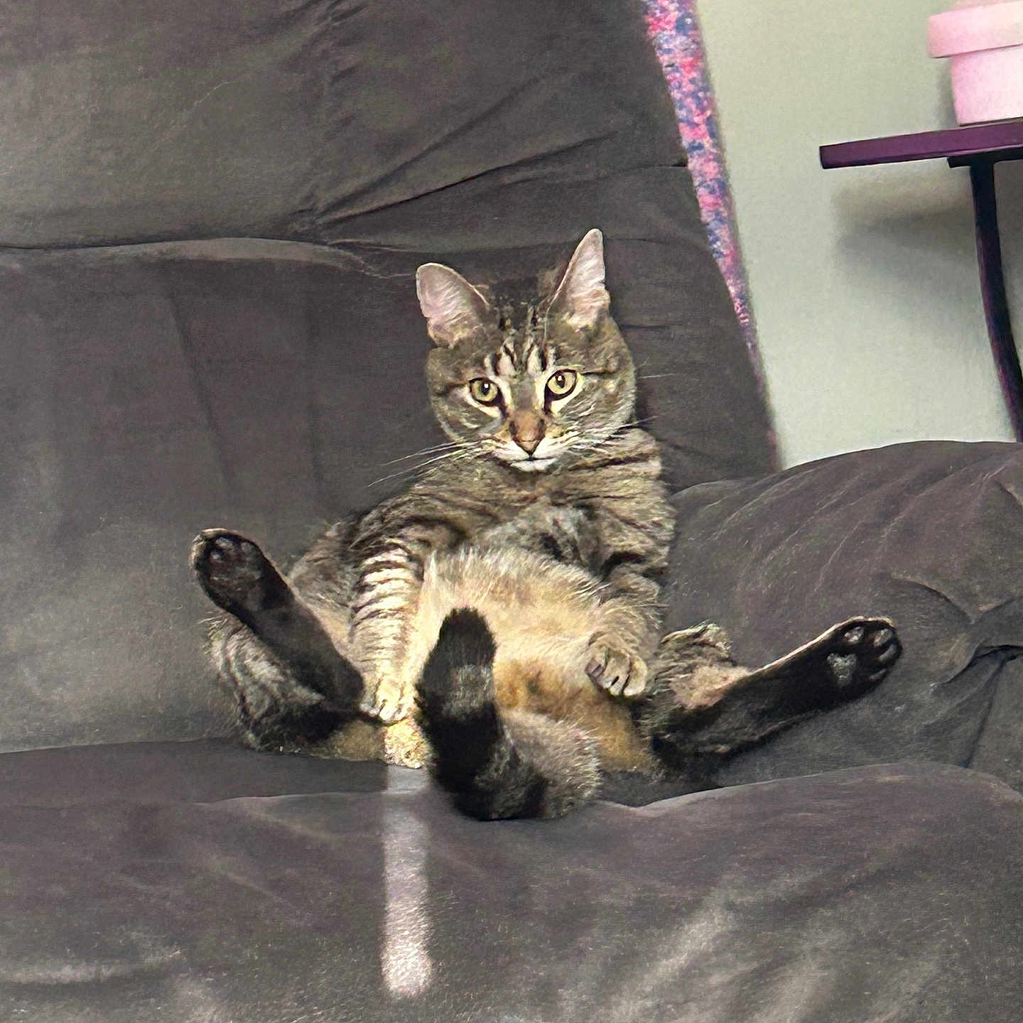 Tigger joined the competition — help win amazing prizes! animal, cat, couch, domestic, ears, expression, feline, fur, furniture, household, indoor, legs, looking, mammal, paws, pet, relaxed, sitting, tabby, whiskers