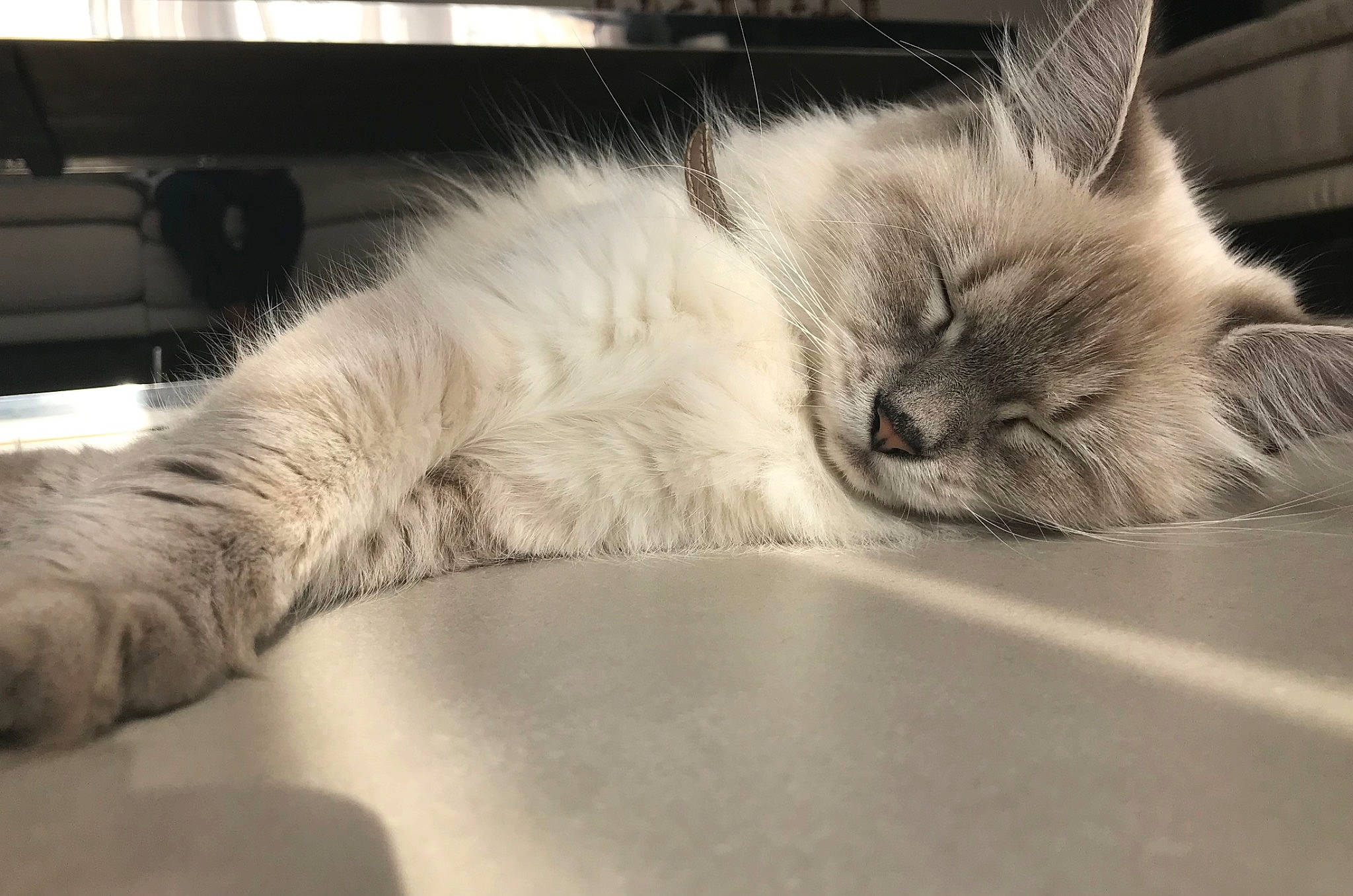 Roxye a rejoint le concours — aidez-le/la à gagner de superbes lots ! carnivore, cat, chair, claw, comfort, couch, domestic_short_haired_cat, eye, felidae, flooring, fur, nap, paw, sleep, small_to_medium_sized_cats, snout, table, tail, whiskers, window