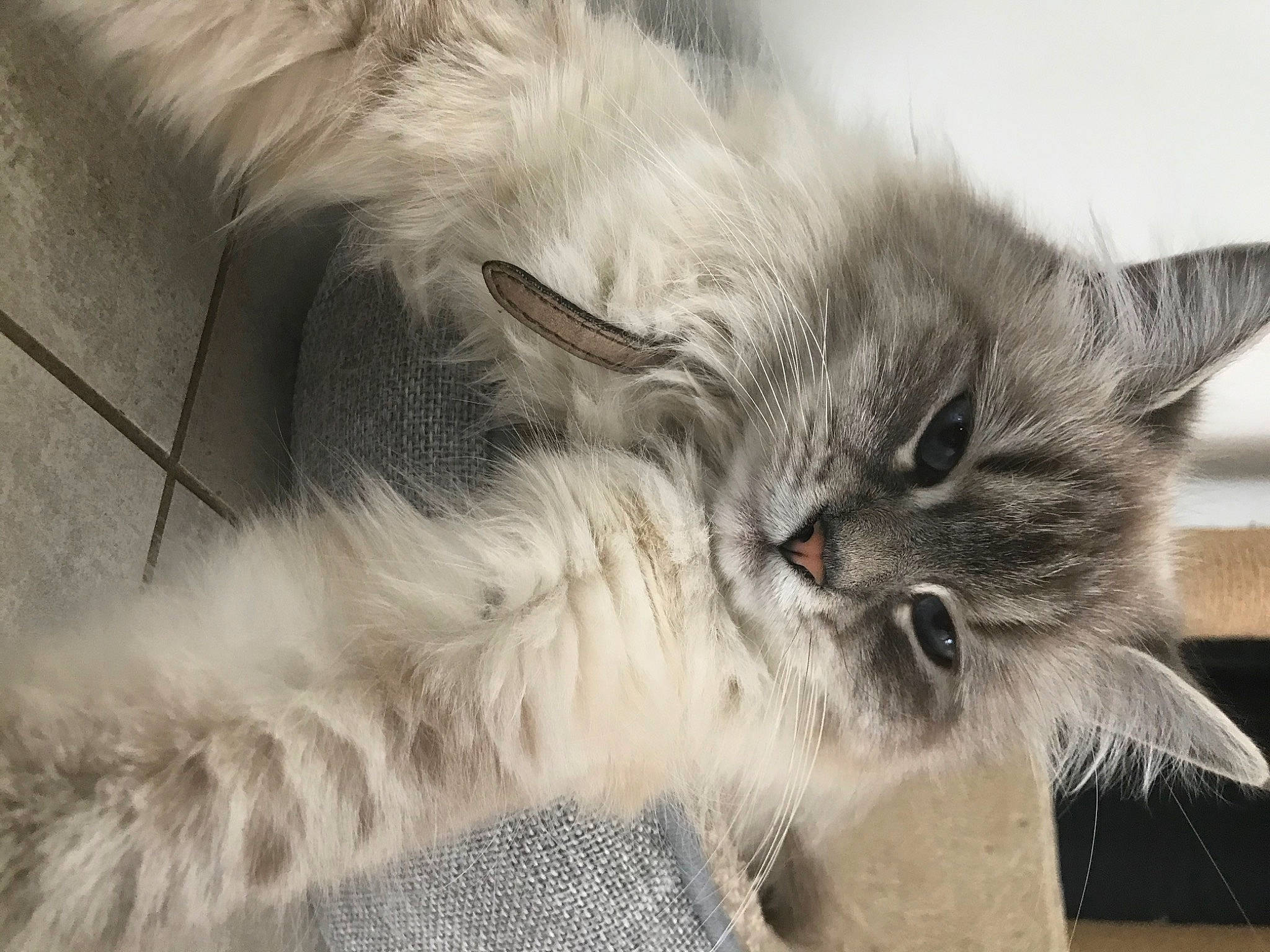 Roxye participe au concours pour gagner de l'argent avec cette photo : british_longhair, carnivore, cat, claw, comfort, domestic_short_haired_cat, fawn, felidae, fur, grey, paw, persian, ragdoll, small_to_medium_sized_cats, tail, terrestrial_animal, whiskers