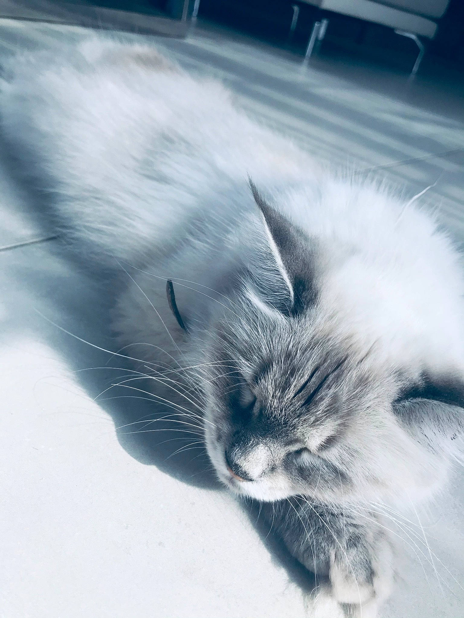 Roxye a rejoint le concours — aidez-le/la à gagner de superbes lots ! automotive_tire, carnivore, cat, cloud, domestic_short_haired_cat, eye, felidae, fur, human_leg, meteorological_phenomenon, paw, sky, small_to_medium_sized_cats, snout, street_light, tail, tints_and_shades, whiskers, window, winter