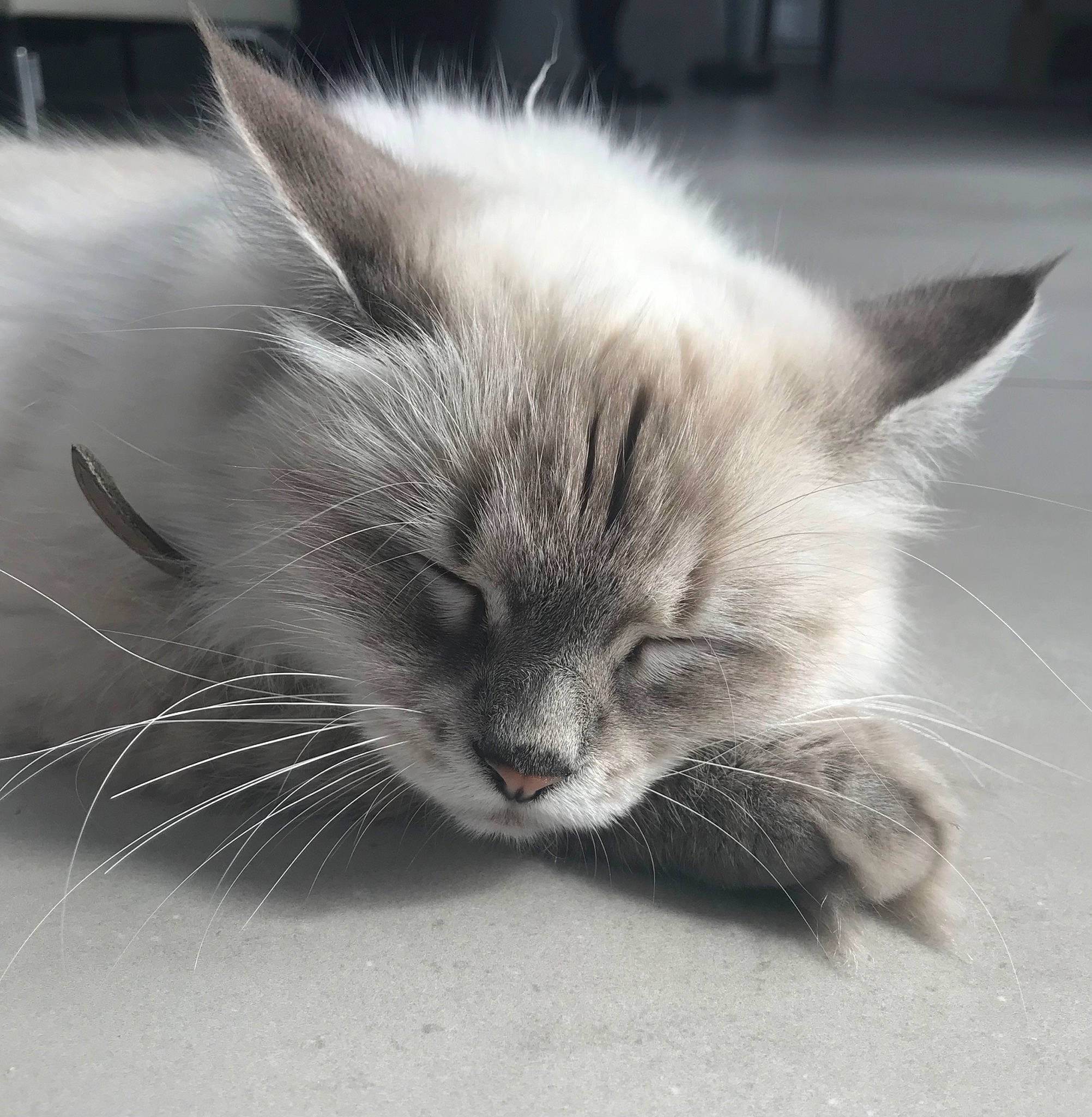 Roxye participe au concours pour gagner de l'argent avec cette photo : carnivore, cat, claw, comfort, domestic_short_haired_cat, felidae, fur, grey, iris, monochrome_photography, nose, paw, sand, small_to_medium_sized_cats, snout, whiskers