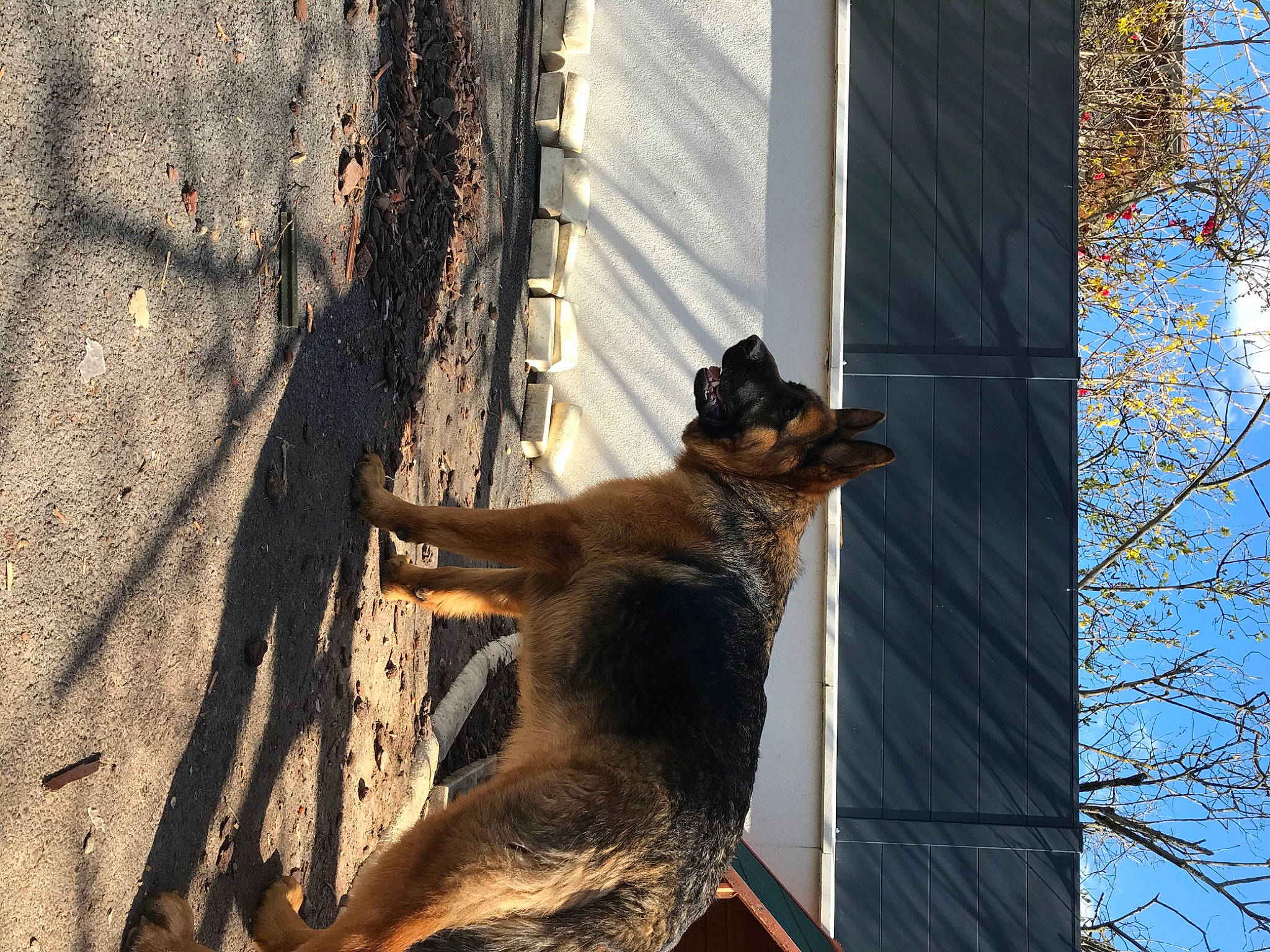 Pazok participe au concours pour gagner de l'argent avec cette photo : canidae, carnivore, dog, dog_breed, fawn, fur, plant, shadow, sky, snout, tail, terrestrial_animal, tints_and_shades, tree, trunk, twig, wildlife, window, wood, working_dog