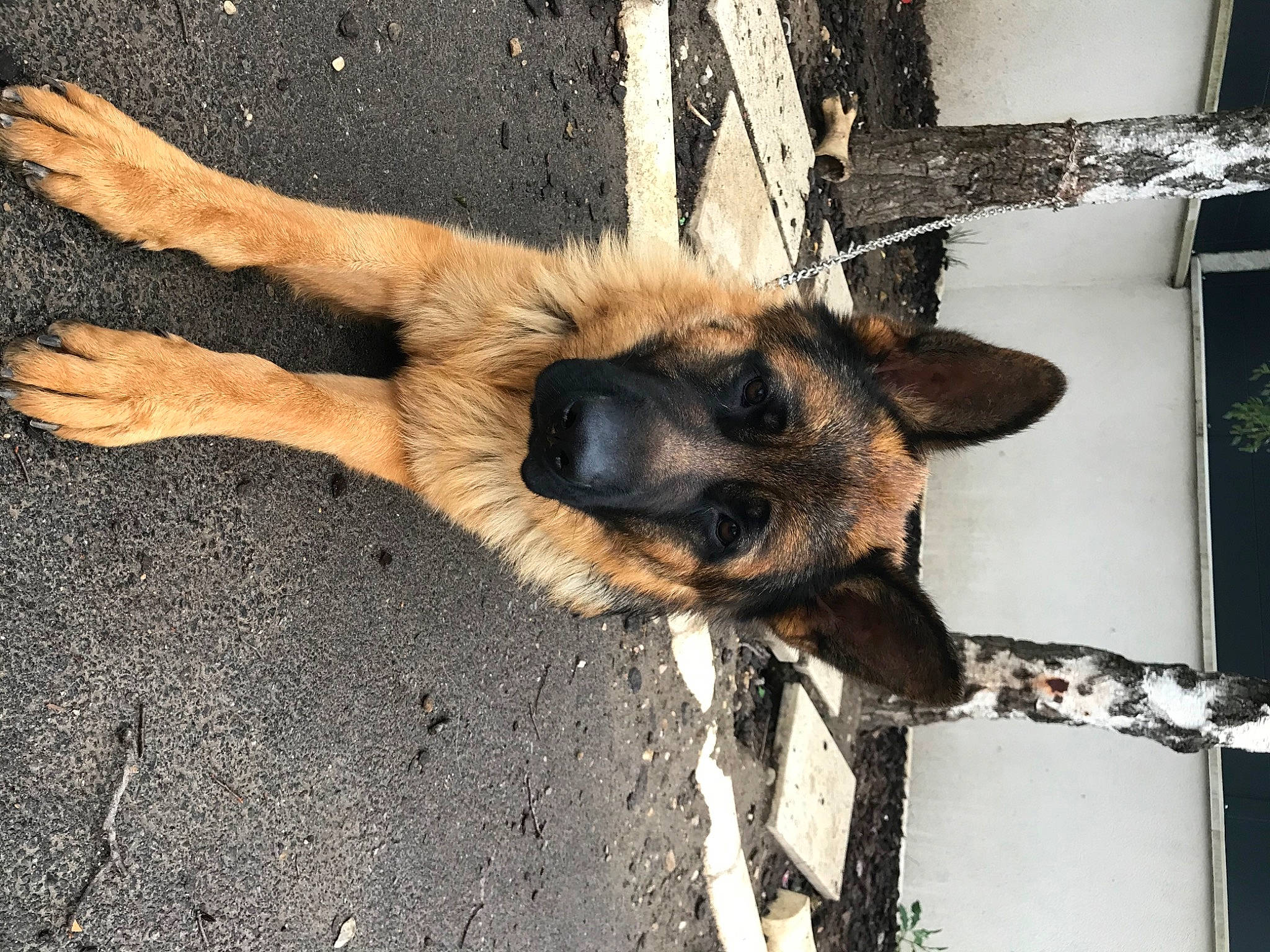 Pazok a rejoint le concours — aidez-le/la à gagner de superbes lots ! canidae, carnivore, dog, dog_breed, east_european_shepherd, fawn, fur, german_shepherd_dog, old_german_shepherd_dog, paw, shadow, snout, sporting_group, street_dog, wood, working_dog