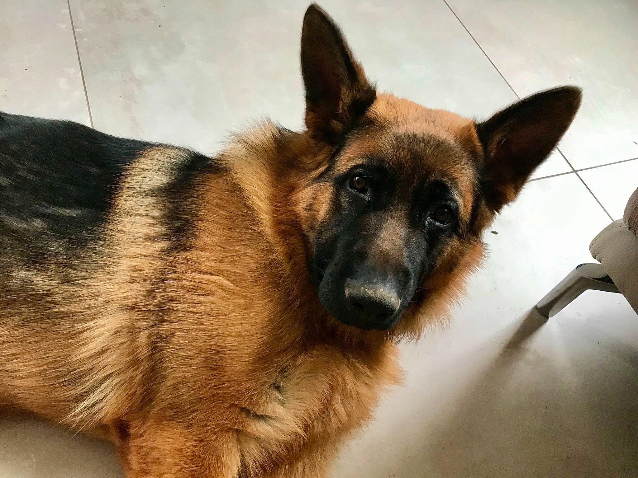 Pazok a rejoint le concours — aidez-le/la à gagner de superbes lots ! canidae, carnivore, dog, dog_breed, eye, fawn, fur, german_shepherd_dog, herding_dog, old_german_shepherd_dog, snout, sporting_group, terrestrial_animal, whiskers, working_dog