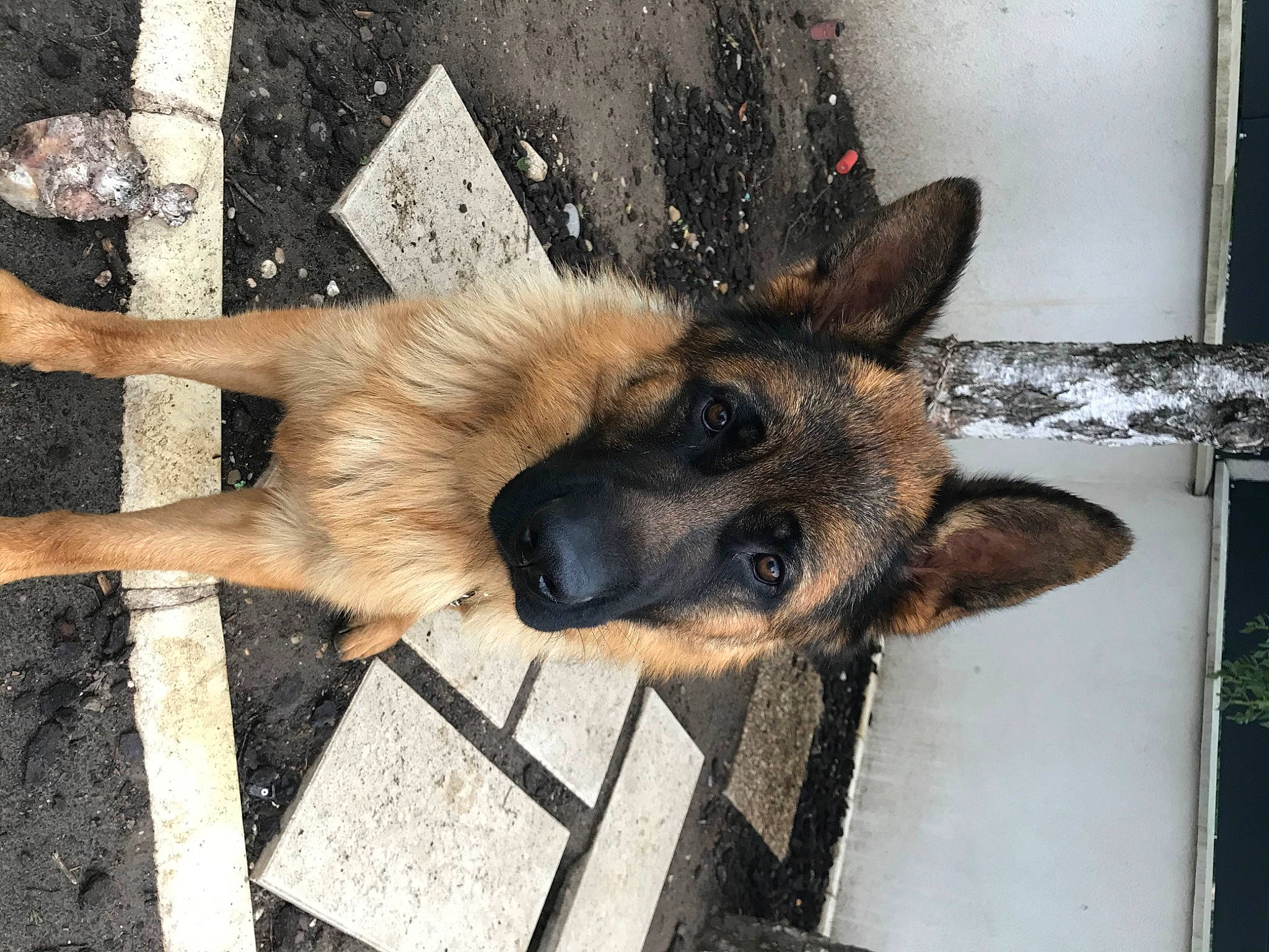 Pazok participe au concours pour gagner de l'argent avec cette photo : belgian_shepherd_malinois, canidae, carnivore, companion_dog, dog, dog_breed, east_european_shepherd, fawn, fur, german_shepherd_dog, herding_dog, king_shepherd, old_german_shepherd_dog, snout, sporting_group, wood, working_animal, working_dog