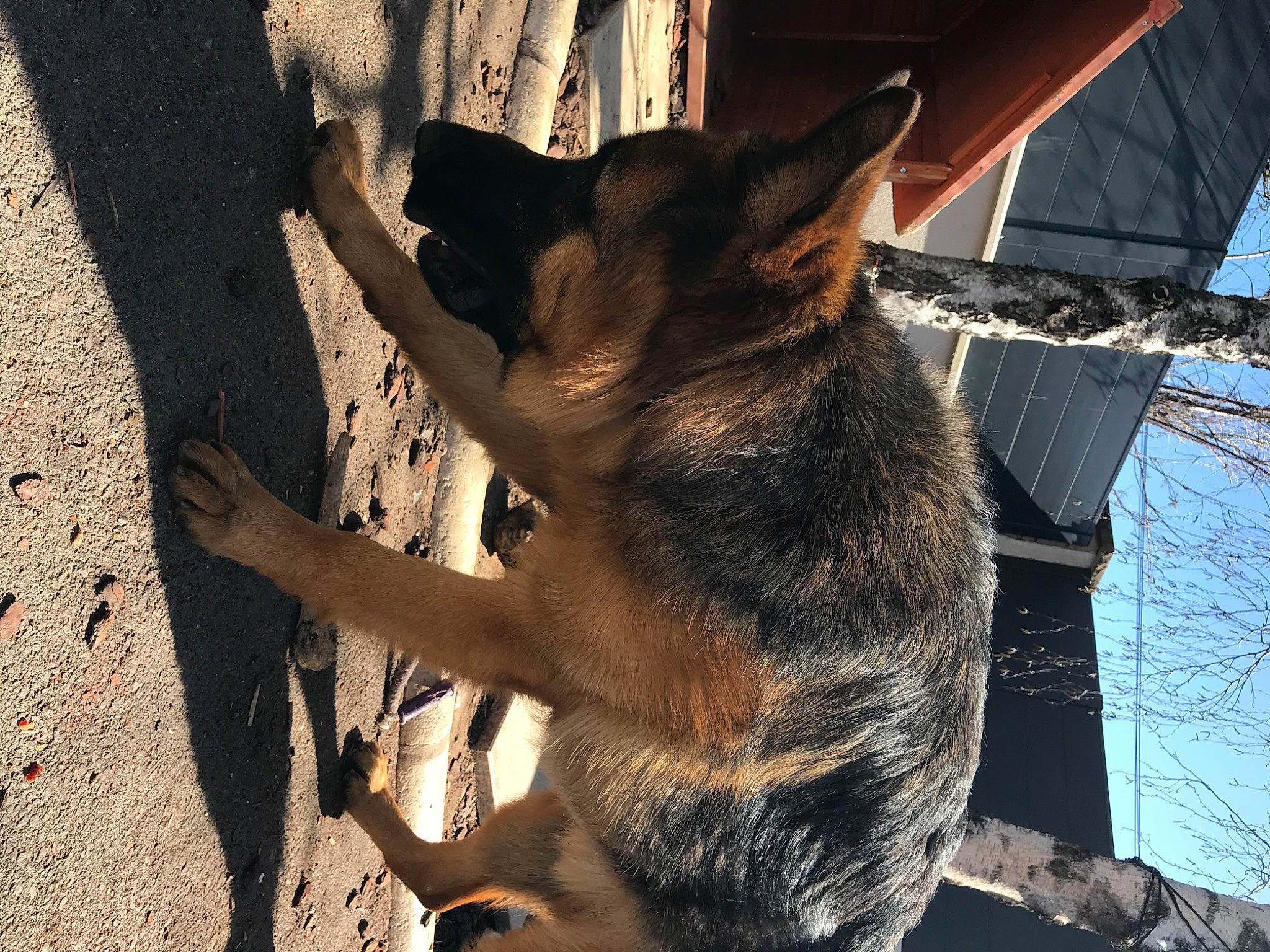 Pazok a rejoint le concours — aidez-le/la à gagner de superbes lots ! canidae, carnivore, dog, dog_breed, east_european_shepherd, fawn, fur, german_shepherd_dog, herding_dog, snout, sporting_group, tail, terrestrial_animal, tree, trunk, whiskers, wildlife, window, wood, working_animal