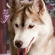 Kyra a rejoint le concours — aidez-le/la à gagner de superbes lots ! dog, siberian_husky, tongue_out, fluffy, portrait, animal, pet, canine, ears, fur, close_up, indoor, friendly, brown_eyes, white_fur, light_brown_fur, background_blur, photography, animal_portrait, cute