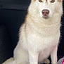 Kyra a rejoint le concours — aidez-le/la à gagner de superbes lots ! dog, husky, pet, animal, fur, tail, sitting, car_trunk, towel, bag, white, brown, ears, face, nose, paw, canine, indoor, looking, calm