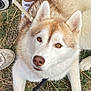 Kyra participe au concours pour gagner de l'argent avec cette photo : dog, husky, pet, animal, leash, grass, outdoor, shoes, white_fur, brown_fur, eyes, ears, nose, paw, person, sneakers, hand, resting, looking_up, nature