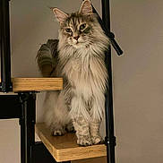T-Xas a rejoint le concours — aidez-le/la à gagner de superbes lots ! animal, calm, cat, curious, ears, feline, fluffy_cat, fur, house, indoor, looking, metal, modern, paws, pet, quiet, staircase, standing, whiskers, wood