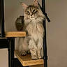 cat, fluffy_cat, staircase, wood, metal, indoor, pet, animal, curious, feline, standing, modern, house, fur, whiskers, ears, paws, looking, quiet, calm