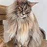 T-Xas a rejoint le concours — aidez-le/la à gagner de superbes lots ! animal, cat, cat_tree, close_up, cute, domestic_cat, feline, fluffy, furry, green_eyes, indoor, long_hair, mammal, pet, portrait, relaxed, sitting, soft, tabby, whiskers