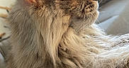 T-Xas participe au concours pour gagner de l'argent avec cette photo : animal, blanket, cat, comfort, cozy, ear, feline, fluffy, fur, home, indoor, long_hair, natural_light, pet, profile, relaxed, resting, side_view, whiskers, window