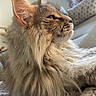 cat, fluffy, long_hair, indoor, window, blanket, feline, pet, relaxed, cozy, side_view, whiskers, ear, fur, comfort, home, natural_light, animal, resting, profile