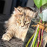 T-Xas a rejoint le concours — aidez-le/la à gagner de superbes lots ! animal, cat, closeup, cozy, domestic_cat, feline, flower_stems, fluffy_cat, indoor, natural_light, patterned_surface, pet, relaxed, soft_light, still_life, sunlight, table, vase, water, yellow_eyes