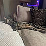 Chicken Elizabeth is registered to the contest to win money with this photo: animal, cat, comfort, couch, cozy, fur, furniture, home, indoor, lamp, peaceful, pet, pillows, relaxation, resting, sleeping, soft, striped, tabby, texture